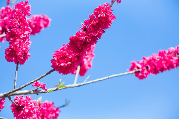 紅色の桃の花を青空を背景にクローズアップして写す	