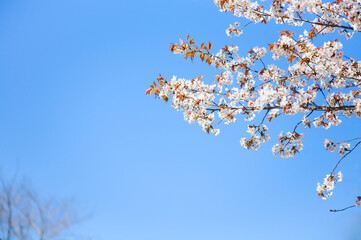 晴れた日の満開のヤマザクラ	