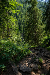 Fototapeta na wymiar Bavarian Alps. Forest near Oberstdorf, Germany. Side trail to the Nebelhorn.