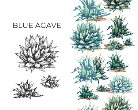 19_blue agave graphic colored blue agave, the main ingredient of tequila, sketch, vector illustration on white background, drawing of agave cactus, side view, colorful illustrations, set, color and bl
