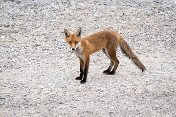 red fox in the wild