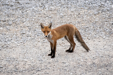 red fox cub