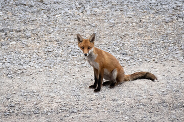 red fox 