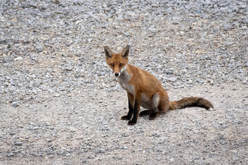 red fox 