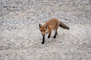fox in the wild