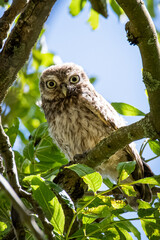 owl on branch