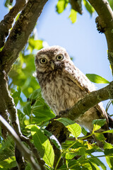 owl on tree