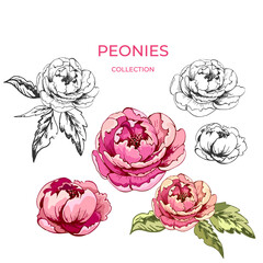 11_ peonies, flowers Botanical design, flower peony, buds, leaves, drawing with a liner, on a white background, element for a wedding invitation, set of flowers peonies black and white and color