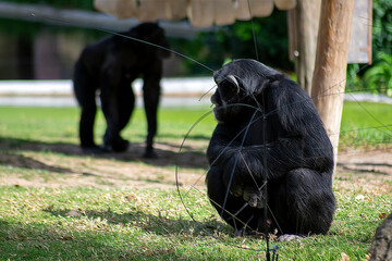 Obraz premium Chimpanzees on the grass, social chimpanzees having fun.
