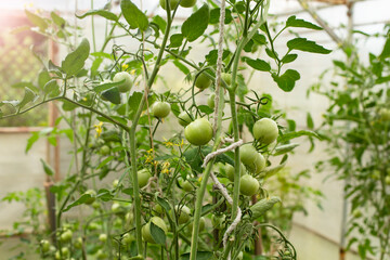 Green tomatoes ripening on the bush in a greenhouse of transparent polycarbonate