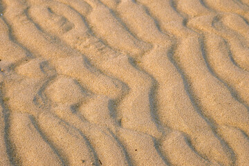 Cute cheetah family in a zoo behind green metal fence. Big cat with famous fur pattern and known for high speed. Nature preservation for future generation concept. Rich saturated color.