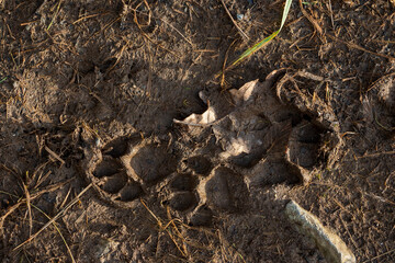 Dog feet imprints on dirty mud surface, Top view.