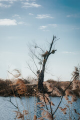 dead tree on the shore