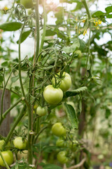 Fototapeta premium Green tomatoes ripening on the bush in a greenhouse of transparent polycarbonate