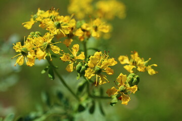 Ruta zwyczajna  Ruta graveolens butterfly herbs