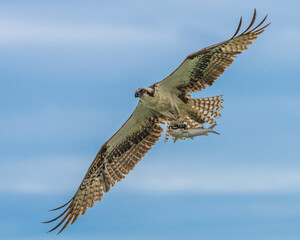 Osprey with freshly caught fish