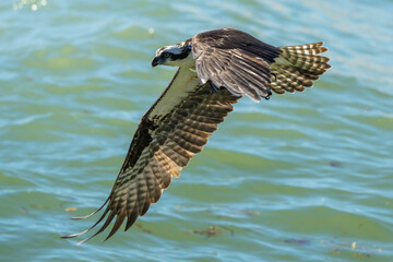 Osprey in flight over ocean