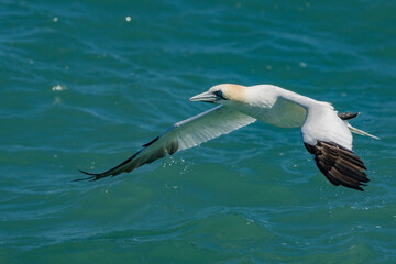 Adult Northern Gannet in flight