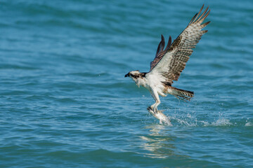 Osprey catching fish
