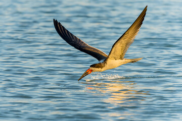 Black Skimmer in flight