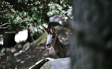 Cache-cache d'un bouquetin pyrénéens avec un fort jeu sur le contraste entre le premier et...