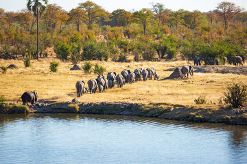 Herd of African elephants leaving the Masuma Watering Hole, Hwange National Park, Zimbabwe Africa