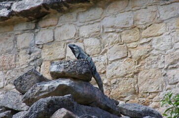 Mexican lizard