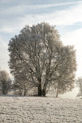 Mighty old frosted tree on a meadow, fully covered in ice, in a beautiful white winter landscape, Weser Uplands, Germany