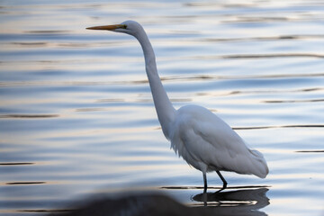 A great white heron is waking on the pond.