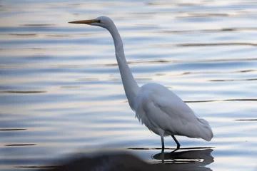Foto op Plexiglas A great white heron is waking on the pond. © Iwao