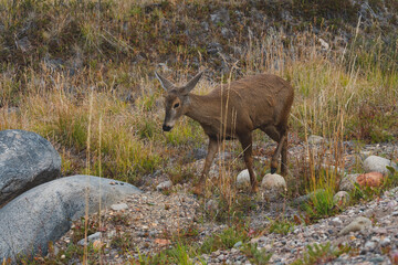 huemul caminando patagonia chilena