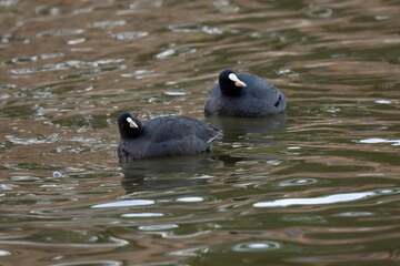 Synchronized American coots on the lake