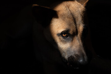 Close-up of a young brown large dog, with a dark muzzle and one brown eye, looking at the camera out of the darkness.