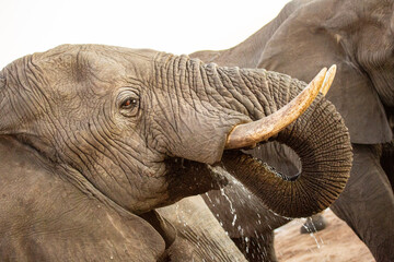 Close up of African elephant drinking water at the Nehiba Safari Lodge Watering Hole, Hwange National Park, Zimbabwe Africa