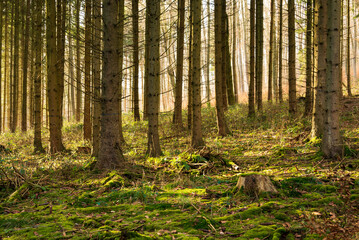 Coniferous forest landscape with bare trunks of spruce trees in beautiful light and a moss covered forest floor, near Bad Pyrmont, Weserbergland, Germany