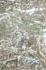 Blue Jay in white pine in snow