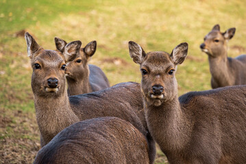 Close-up shot of a group of red deer hinds / cows (Cervus elaphus) in a game preserve, Germany