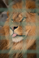 Obraz premium portrait of a lion