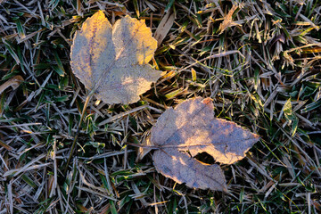 Frost covered tan leaves laying on a manicured lawn