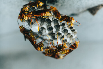 macro close-up of potter wasp in hive