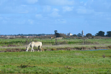 Obraz premium île de Noirmoutier, Vendée, France