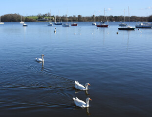 Geese and swan (oies et cygne), Erdre river, Nantes, France.  