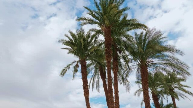 Palm trees against blue cloudy sky. Leaves, trunk, branches of exotic tall plants. Bottom view. Tropical vacations, paradise idyllic place. Street of resort. Travel, tourism, relaxation