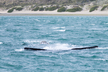 Whale watching from Valdes Peninsula,Argentina. Wildlife