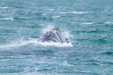 Fototapeta premium Whale watching from Valdes Peninsula,Argentina. Wildlife