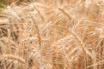 Beautiful barley field conversion rice golden color close-up ear barley with sunlight on the wheat plant.