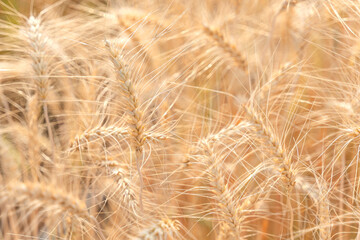 Beautiful barley field conversion rice golden color close-up ear barley with sunlight on the wheat plant.