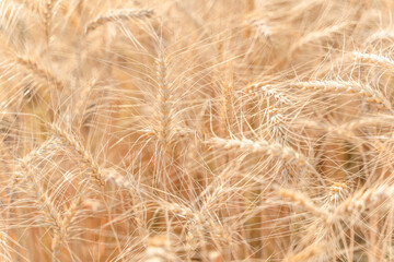 Beautiful barley field conversion rice golden color close-up ear barley with sunlight on the wheat plant.