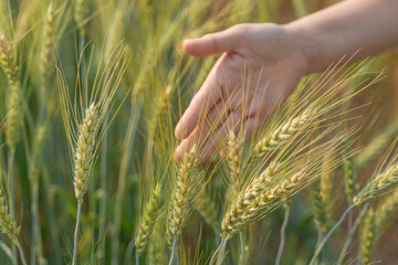 Beautiful barely on hand and ears of wheat field conversion nature plant nature with rye stem with seed for cereal bread. Concept crop the farm agriculture harvest growth.