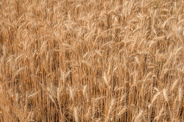 Beautiful barley field conversion rice golden color close-up ear barley with sunlight on the wheat plant.